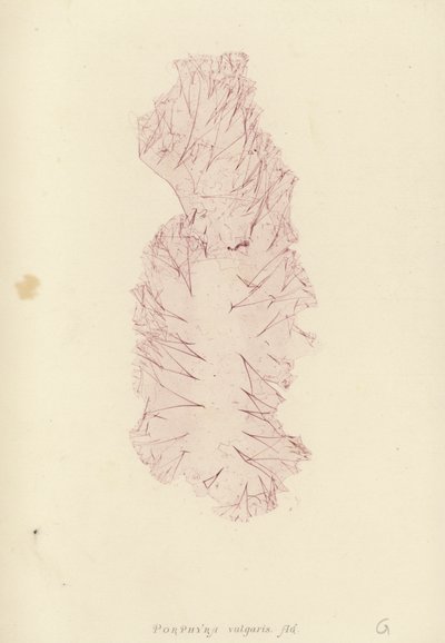 British Sea-Weed (naturtryckt) av English School
